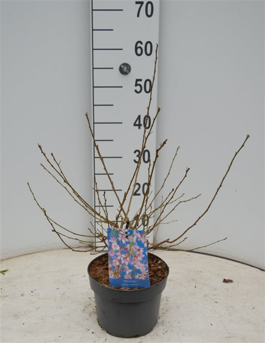 Prunus incisa 'Paean' - C3 40-60 CM